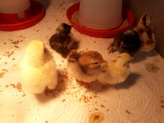 a group of black brown and yellow chicks in an incubation area