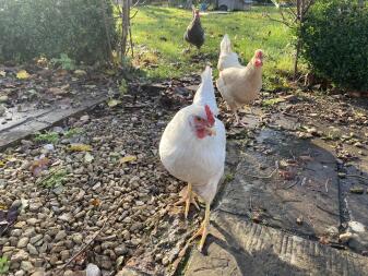 three chickens walking in a garden