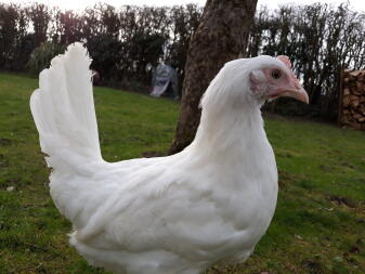 a white chicken in a garden