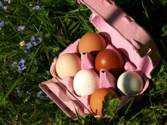 A egg box with  6 eggs inside