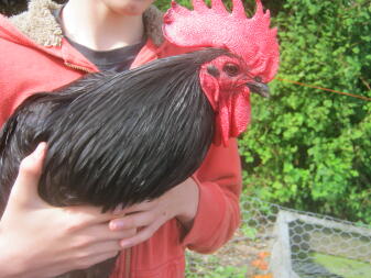 A boy holding a really large australorp cockerel