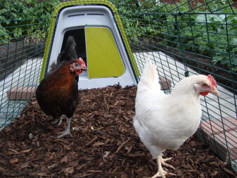 Two friendly chicken living in an Eglu Go chicken coop.