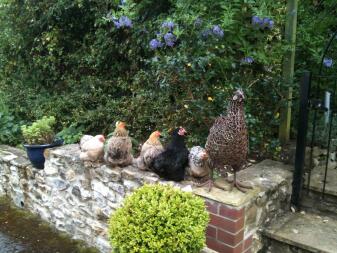 A flock of pretty chickens sitting on a wall.