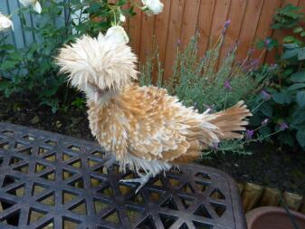 Polish frizzle