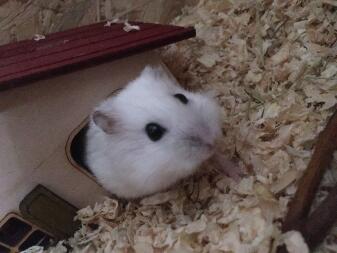 a small white hamster stepping out of a hide shaped live a house