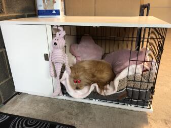 Dog laying on the bed of a fido studio create 24 with pink blankets