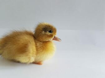 Call duckling