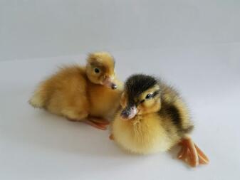 Call ducklings