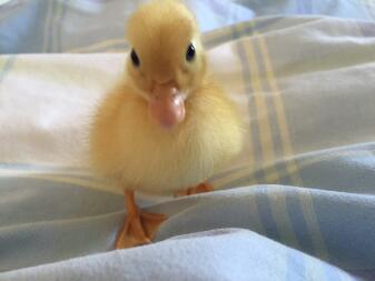 a small yellow duckling on a bed sheet