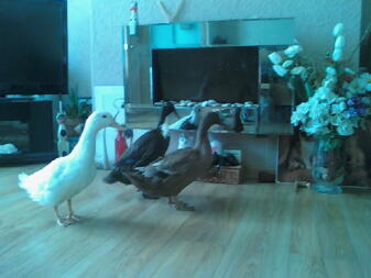 three brown and white ducks in a living room