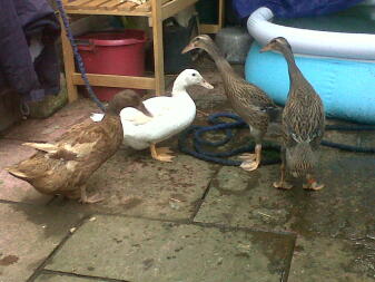 three brown ducks and one white duck stood on a garden patio next to a paddeling pool