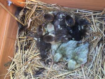 a group of yellow and black chicks lying in a bed of hay