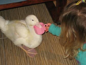 A duck drinking from a cup.