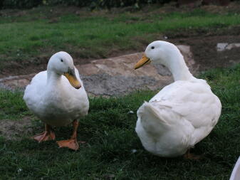 Our white ducks out and about.