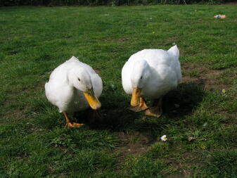 Our two aylesbury ducks.