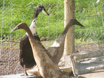 3 ducks looking out