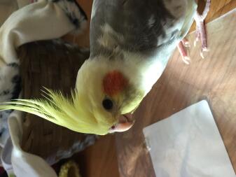 a yellow white and grey colourful bird stood on a table