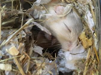 Gerbils sleeping