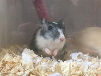 A gerbil enjoying the wood shaving bedding.