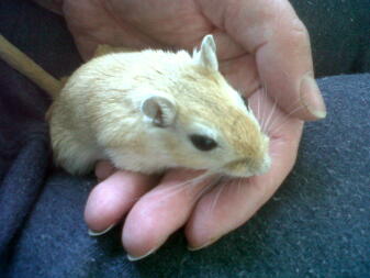 a small blonde gerbil in its owners hands