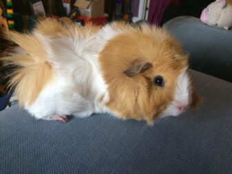 A guinea pig laying on a couch