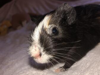 a baby black and white guinea pig on a blanket indoors