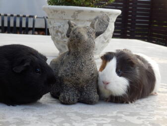 two guinea pigs sat next to a bunny rabbit statue, one is black and one is white with brown spots