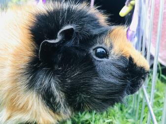 Close up of Guinea Pig