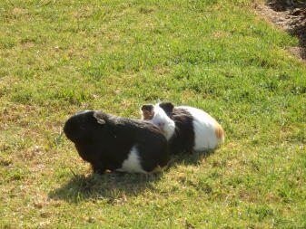 Two guinea pigs laying on the grass