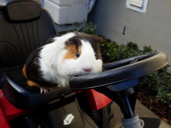 a guinea pig with a white coat and orange and black spots sat leaning against the steering wheel of a lawn mower