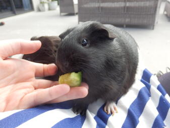 a dark coloured guinea pig eating cucumber from their owners hand