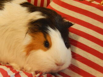 A guinea pig laying on a cushion