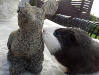 A guinea pig smelling the sclupture of a rabbit