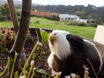 a black and white guinea pig sat in a garden eating leaves
