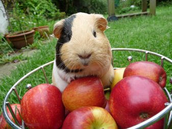 Guinea Pig in basket of apples