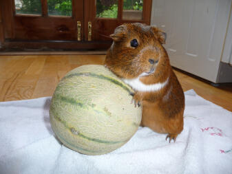 Guinea Pig with a melon