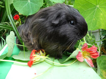 Black Guinea Pig close up in garden