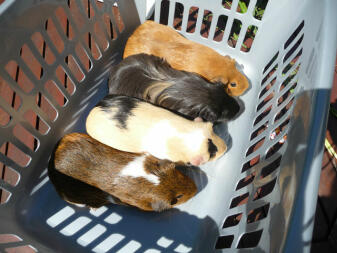 Four cute Guinea Pigs laying down in washing basket