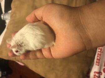 Hamster being held in hand