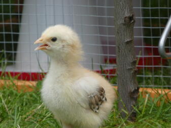 A chicken standing in the run.