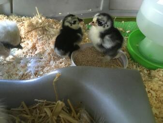 Chicks