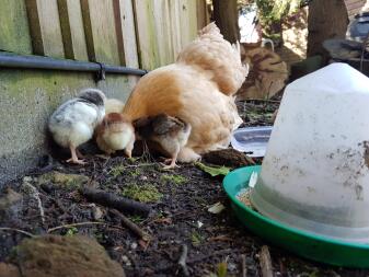 Broody hen and chicks