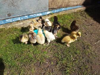 Chicks and ducklings