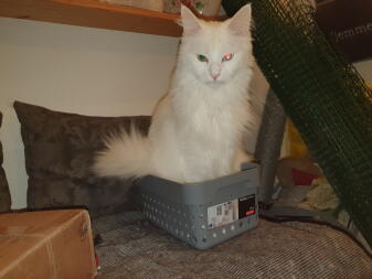 A cat sitting inside a box on a couch