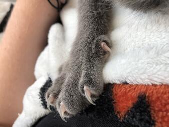 a grey cats paw on a blanket with its claws out