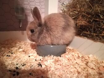 Malou, 2 months old who has not yet understood how the bowl works 