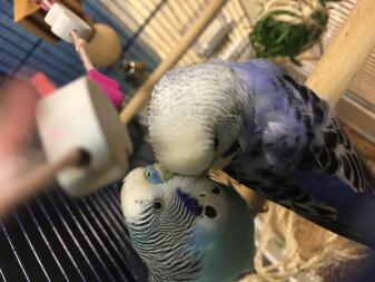 Two budgies sitting together on a pole inside the cage