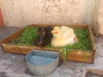 a yellow and a brown duck sat in grass with a water bowl