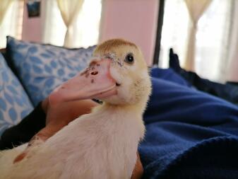 duck sat on a sofa inside a house