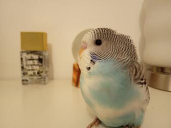 a blue white and black budgie stood on a table